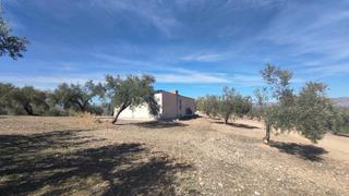 Finca rústica a Polígono diseminados  0. Finca de olivos en el barranco del agua albolote