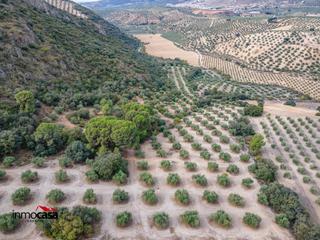 Finca rústica a Íllora. Finca de olivos en illora