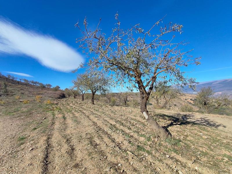 Foto ab990427-daba-4a66-a886-d9d5a17079e5. Rural plot in Cástaras