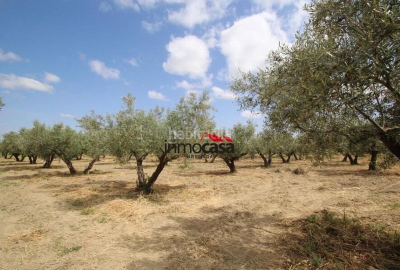 Foto 60ffbe05-863d-4eb6-881f-fdf483b94b12. Finca rústica a Las Flores - Huerta Gabias (Las)