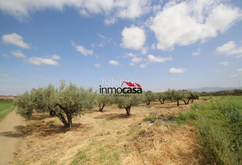 Foto bc380915-4341-45a2-b82c-90cb94474135. Finca rústica a Las Flores - Huerta Gabias (Las)