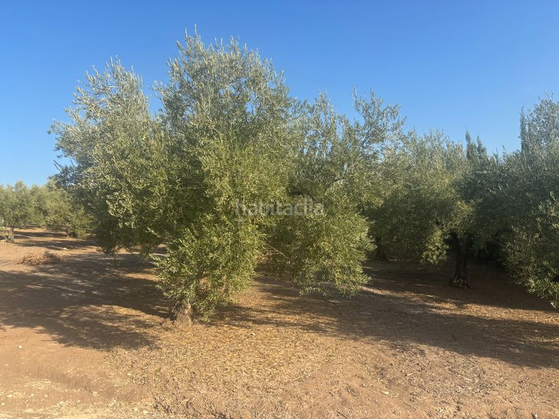 Foto b80b9fde-54c7-4519-829c-ee72fa292531. Finca rústica parcela con casa y piscina en Cabra