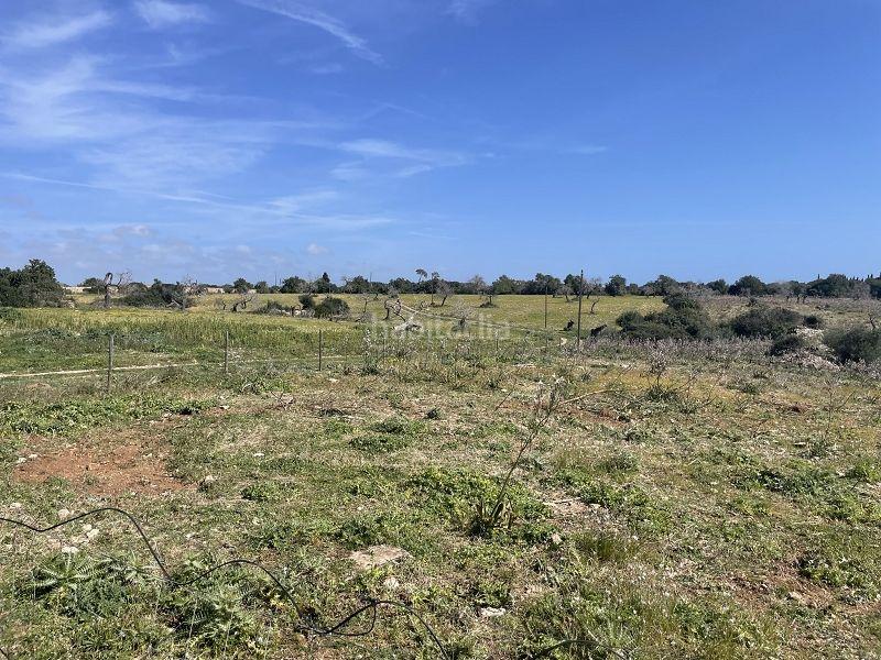 Foto b9fe651b-e072-46d0-86a3-6c4ec22fa40f. Maison avec parking dans Cales de Mallorca Manacor