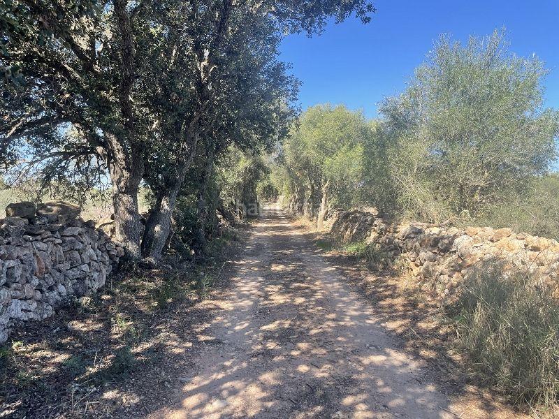 Foto 9cb2ae70-883a-45ac-8fbe-22648be093a7. Masia amb calefacció piscina a Llucmajor interior Llucmajor