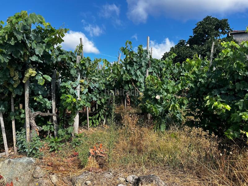 Foto 2ff11cc9-a32b-4ed6-87a4-3236cb021cc2. Masía casa con viñas en punxinourense en Punxín