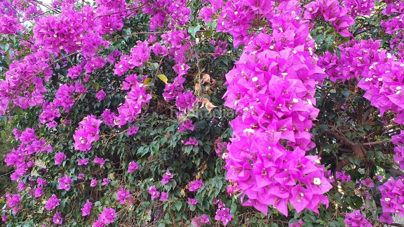 Foto 807577d8-887f-4a12-acc7-43044a416111. Finca rústica terreno a 5 min de moncada en Foios