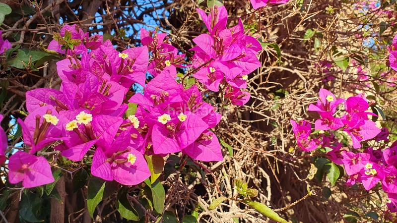 Foto bfb7c32b-21f9-4733-a6d6-088c0b0bd7d5. Finca rústica terreno a 5 min de moncada en Foios