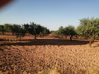Residential Plot in Mula