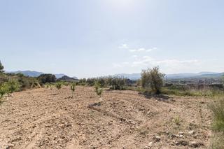 Terreny residencial a Pliego