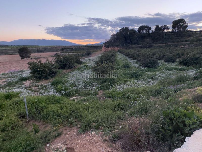 Foto ab3b99d8-db89-454f-b89b-295a35b8772d. Terreny residencial a Mula