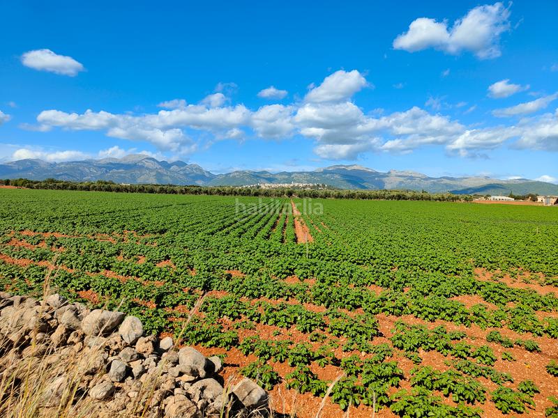 Foto 1cdb4d76-2e0c-4f39-9d9b-ae0758d68025. Fondo rustico in carrer major 18 in Búger