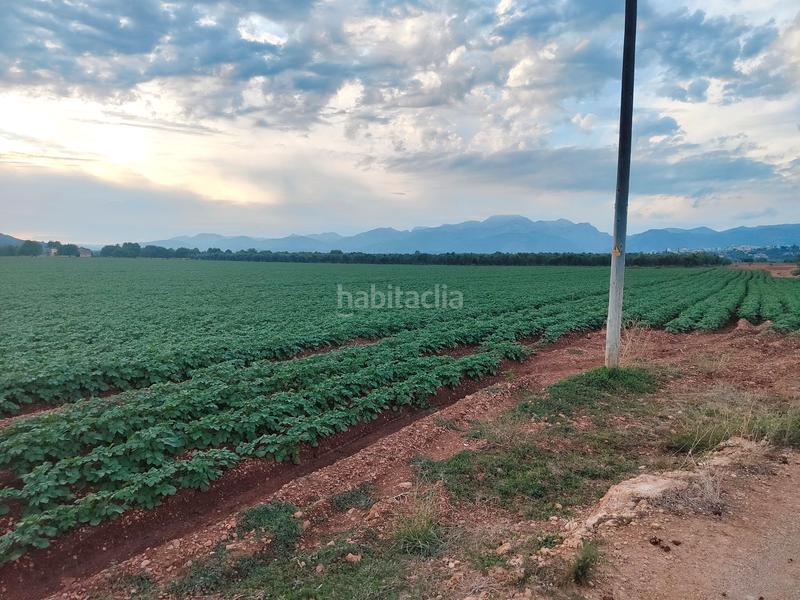 Foto 1d4f2295-2bf6-4c2d-a441-f80c90942100. Fondo rustico in carrer major 18 in Búger