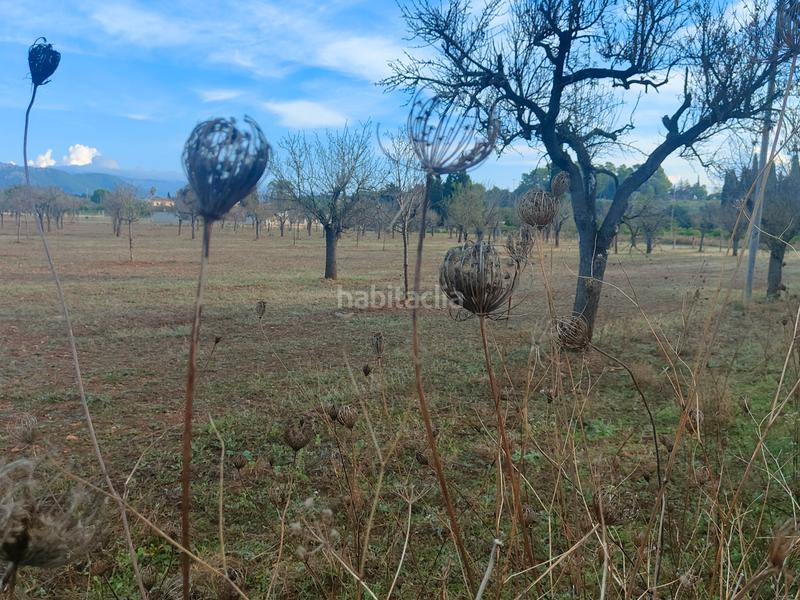 Foto 130684da-1361-4ae9-ac72-bd9abab7f64a. Finca rústica a camí moscari 26 a Selva