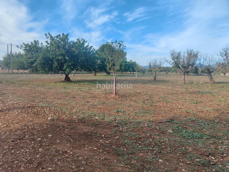 Foto 1a0e567a-30b9-47b8-8aaa-3cead2600802. Finca rústica a camí moscari 26 a Selva
