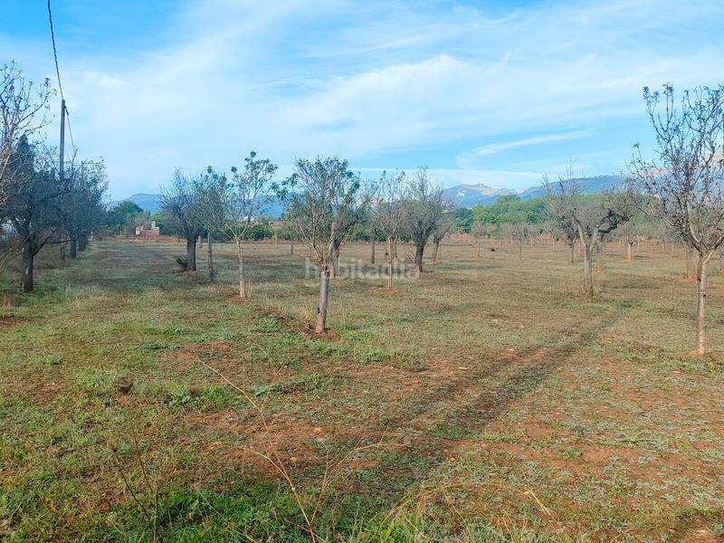 Foto 2aabc3f2-0f40-415b-a095-7c041f6ab89a. Finca rústica a camí moscari 26 a Selva