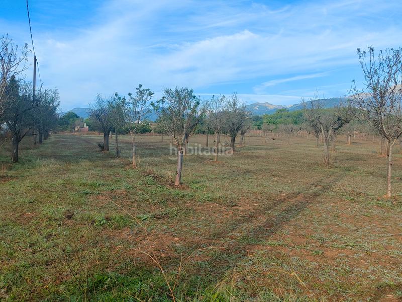 Foto 3f30b337-6871-4b64-a1ab-ae3735c84b08. Finca rústica a camí moscari 26 a Selva