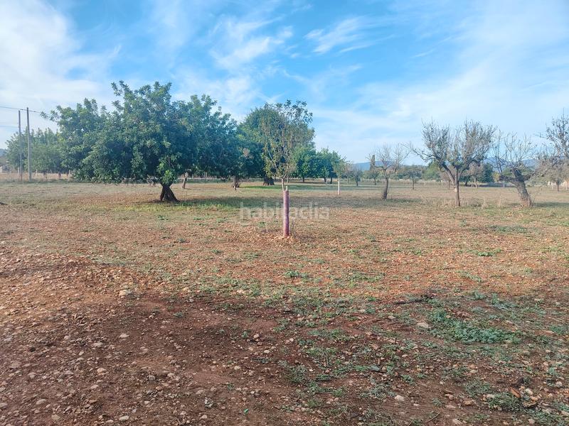 Foto 4913728c-8980-415f-b267-08eabba07f81. Finca rústica a camí moscari 26 a Selva
