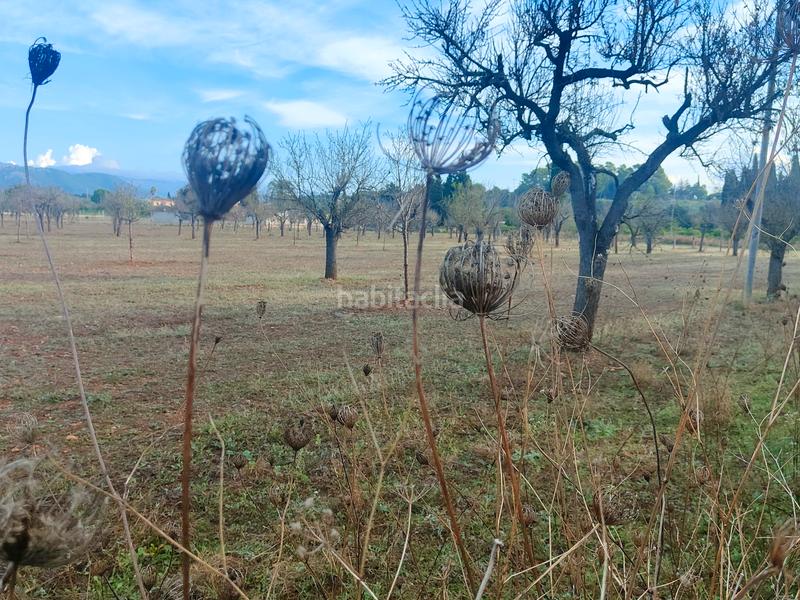 Foto 872ff8fa-d1b4-4a3f-b655-8a36d6d3a578. Finca rústica a camí moscari 26 a Selva