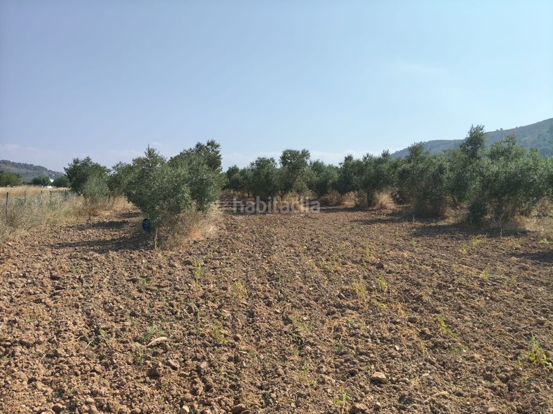 Foto a2cedfa6-2815-4e99-9616-51e8786fd40a. Finca rústica a ciutat d´Alcúdia Alcúdia