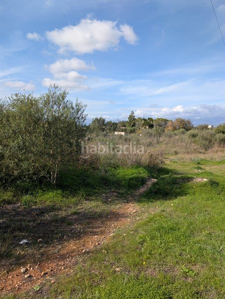 Foto b996ffbd-8f0b-4469-89f4-b9812695c29a. Finca rústica a Sineu