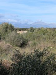 Propriété à Sineu. Magnifica finca rustica en sineu