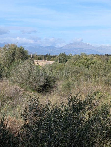 Foto f9d04dd9-884a-4218-8589-13d546385aea. Finca rústica a Sineu