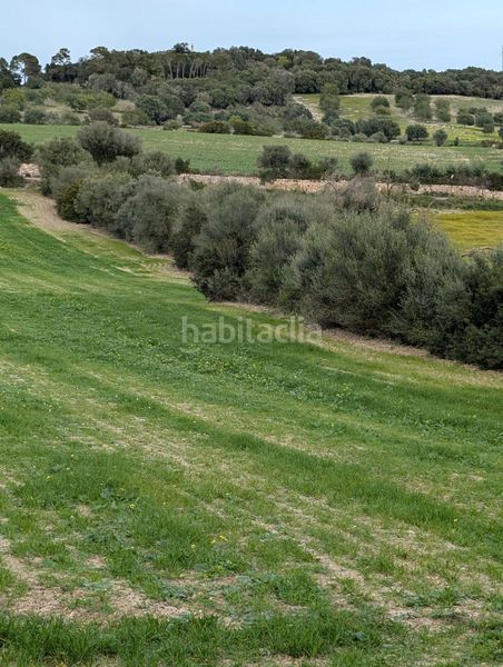 Foto bab84710-2924-4dee-a39e-28fea29b6275. Finca rústica a Llubí