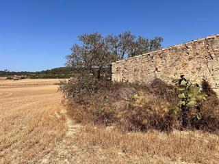 Rural plot in Sineu. Magníficos terrenos rústicos en sineu