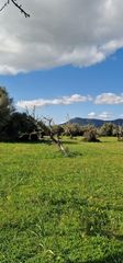 Finca rústica a Llubí. Magnífico terreno rústico en llubi