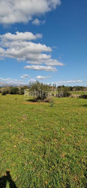 Foto 3e60d912-93ad-48c4-ba21-9333bd6a7f1c. Propriété dans Llubí