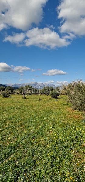 Foto 5187b774-37e8-4cc4-a517-bb70f7f0d41a. Finca rústica a Llubí