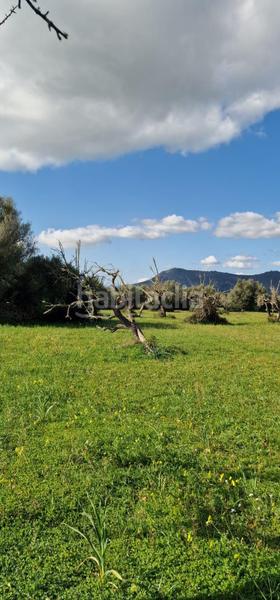 Foto bdffcc33-4d3a-46e3-a1e5-817bb69ac201. Propriété dans Llubí