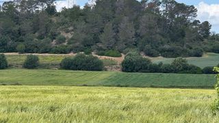 Finca rústica a Maria de la Salut. Magnífico terreno rústico entre sineu y maria de la salud