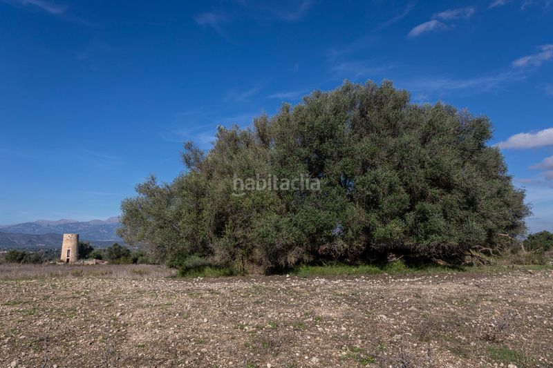 Foto 1d619b1b-f6d8-4fe5-9c04-9117186ed975. Finca rústica magnifica finca rústica en llubi en Madrid