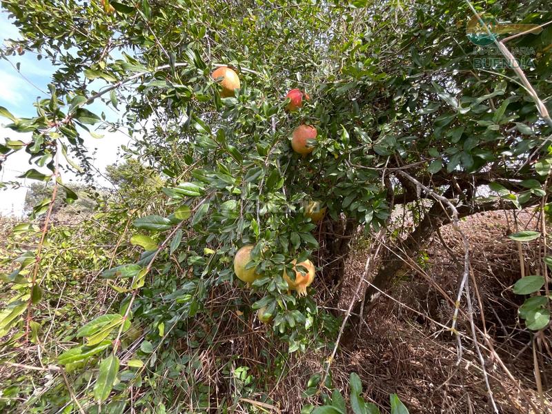 Foto 8c69979a-d47b-4ef4-b426-64797a17a282. Haus in La Pinilla - Las Palas Fuente Álamo de Murcia