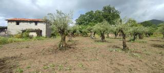 Finca rústica a Jarandilla de la Vera. Inmoex vende finca en jarandilla de la vera