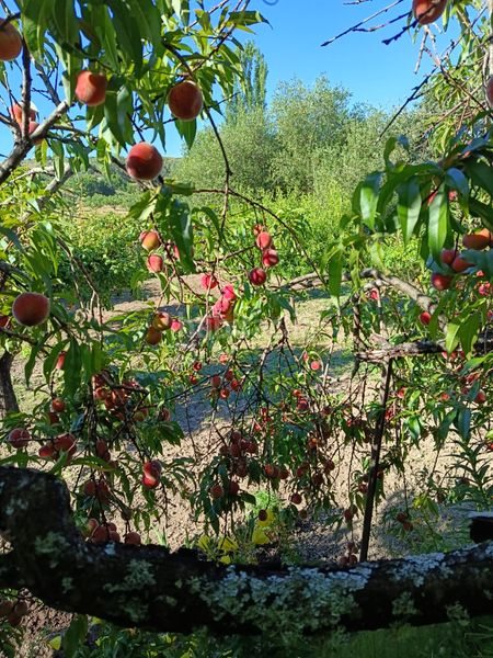 Foto 4599e646-c11a-4d70-a173-44858e879800. Finca rústica a ex-203 7 a Jarandilla de la Vera