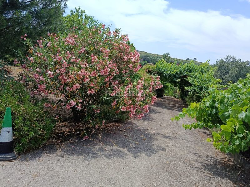 Foto ca6a77ee-6681-4c13-acca-025d07770a95. Finca rústica a ex-203 7 a Jarandilla de la Vera