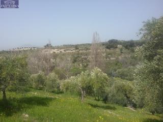 Rural plot in La Paz. Olivar en el fargue. paraje aynadamar