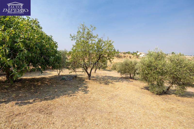 Foto 5c8e3d0d-2ca3-4aa4-b4be-1cb11f942a1f. Masía encanto rústico con casita y olivos en moraleja de zafayona en Moraleda de Zafayona