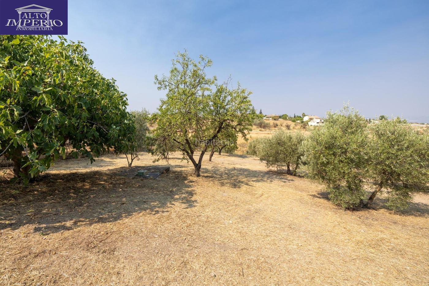 Encanto rstico con casita y olivos en Moraleja de Zafayona Moraleda de Zafayona