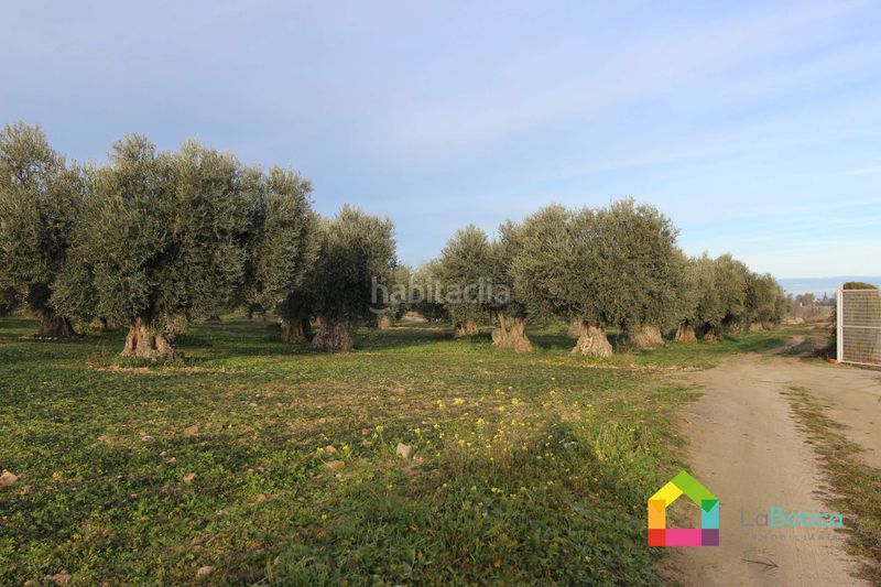 Foto 412999e2-d1ac-47a1-be1a-3fe99b7f021e. Fondo rustico in Sonseca