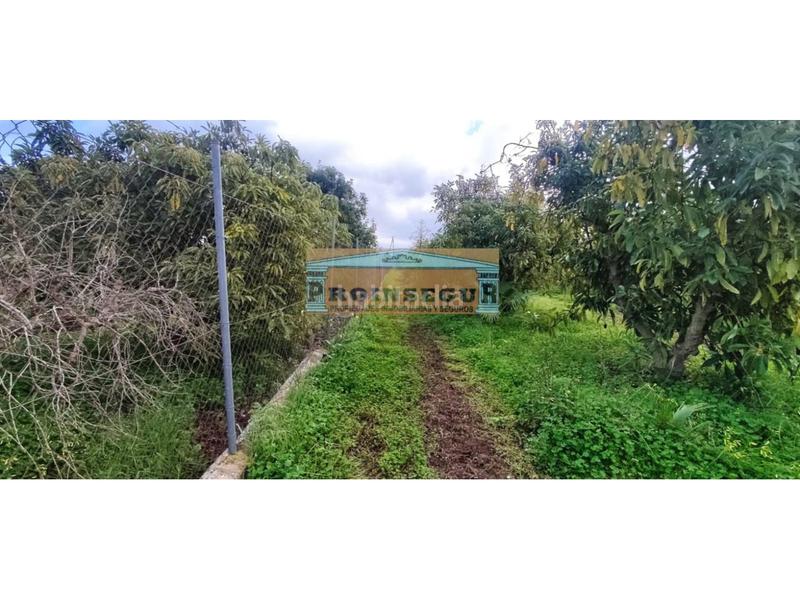 Foto 43c54095-9453-430e-acb4-430c32c65bf5. Finca rústica a Centro Alhaurín el Grande