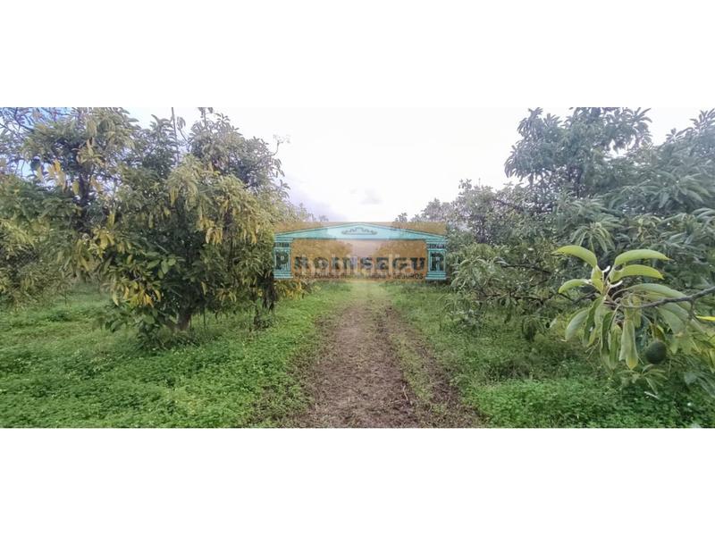 Foto 622dab3e-aa1a-4320-98b7-9867cf44a276. Finca rústica a Centro Alhaurín el Grande