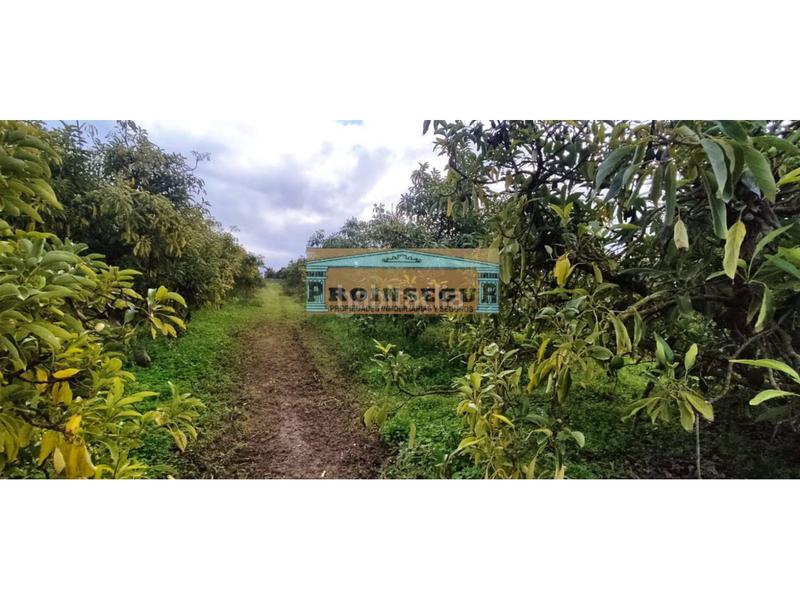 Foto 773a6f5a-628d-4725-a68e-ac704b86b424. Finca rústica a Centro Alhaurín el Grande