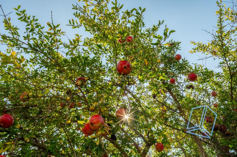 Foto b167fc1c-dc82-4c3e-8083-2f86c90b0e31. Maison avec chauffage parking dans Mas Trader-Corral d´En Tort-Corral d´En Cona Cubelles