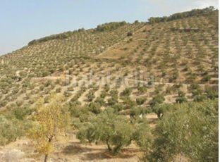 Foto 798c16e8-f401-47c9-885e-6fc5250bb037. Finca rústica a Puente Jontoya - Puente de la Sierra - El Arroyo Jaén