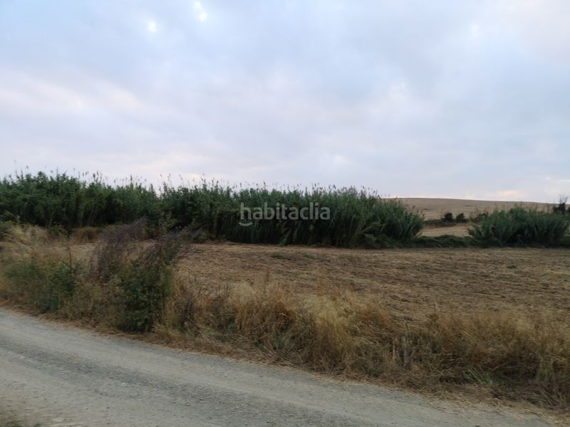 Foto 4ec8d02e-5ad6-40df-8e47-9a77b49304e1. Finca rústica a Palma del Condado (La)