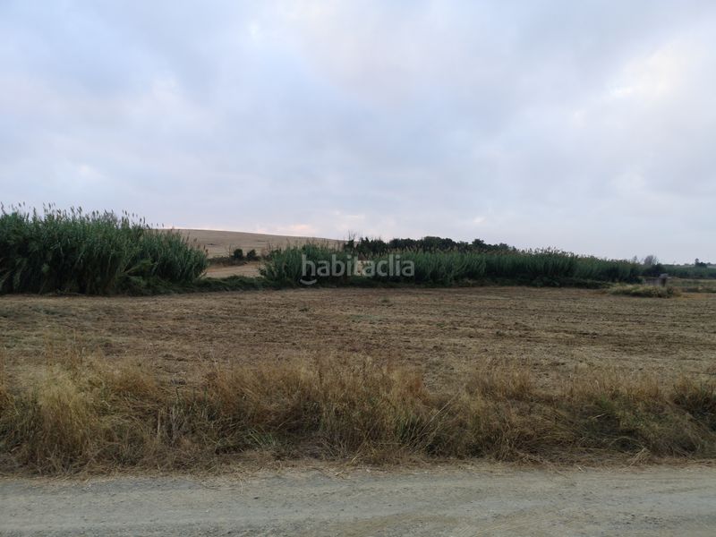 Foto 6cf9d323-9191-4ae9-a297-26e9261ef8c5. Finca rústica a Palma del Condado (La)