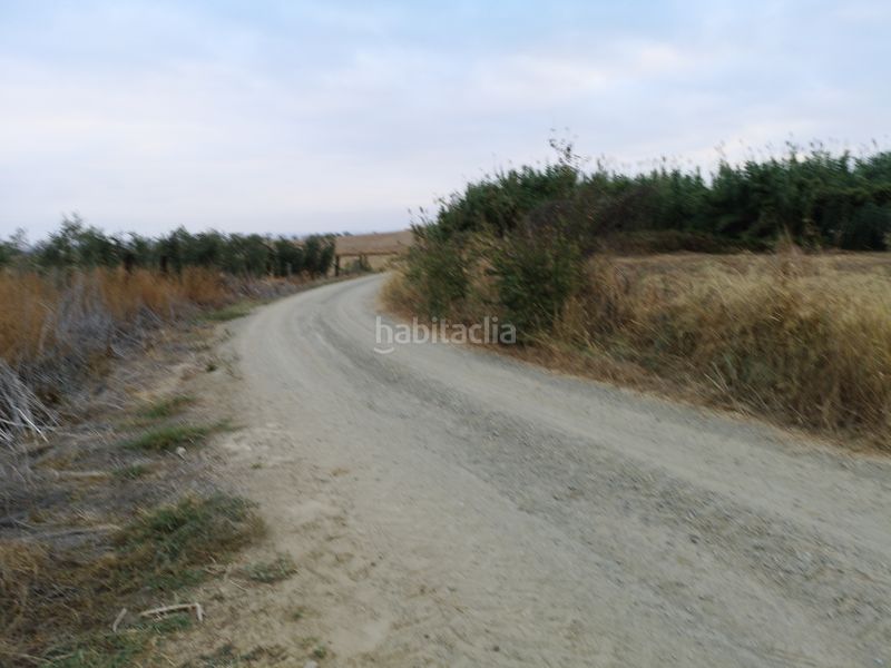 Foto c6b8670b-e217-4947-aa64-181d0223ce85. Finca rústica a Palma del Condado (La)